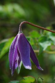 Clematis 'alpina'